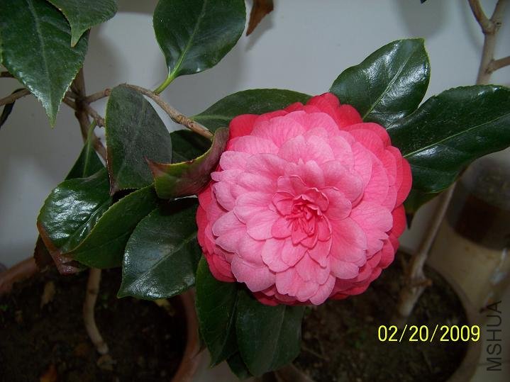 100_1233.JPG