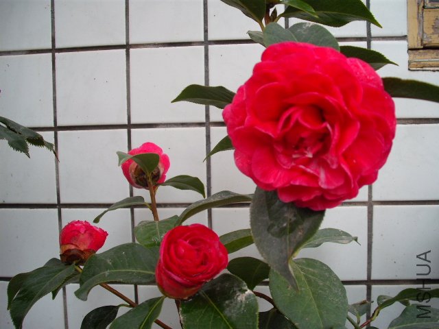 ����������ۣ�����֦����䶼�ɽӽ�ֱ���ͣ������������Ƚϴ�