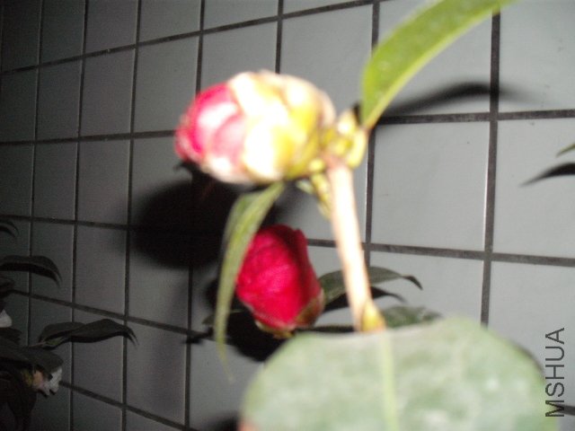 ���Ǿ�������