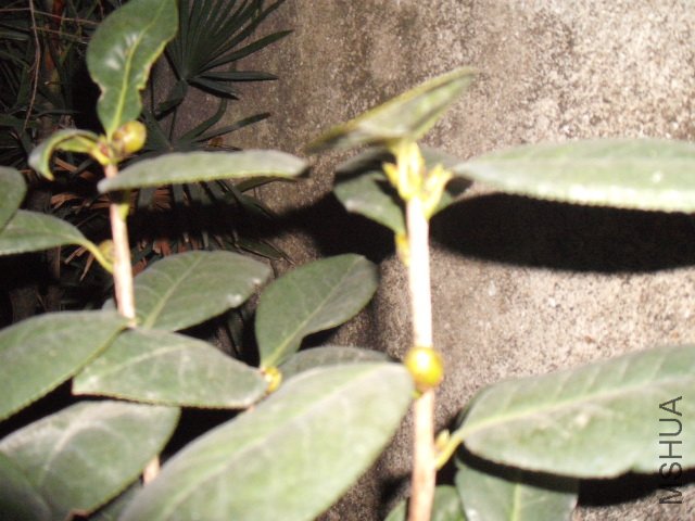 ����ߣ�������С��