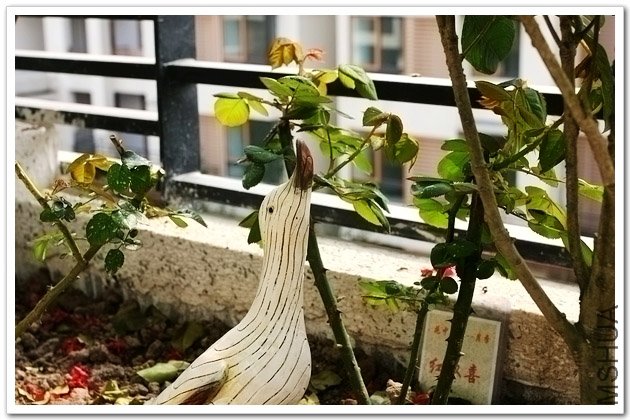 ����Ҳ��һ֧���Ա��к�˫ϲ�������Ѿơ�����