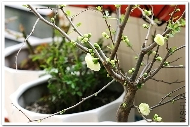 ��Ƭ 036.jpg