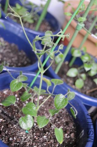 ������С txl-kwn0217.jpg