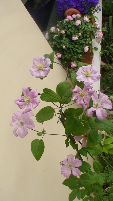 �����ص������������ĵ�,������Ч��.