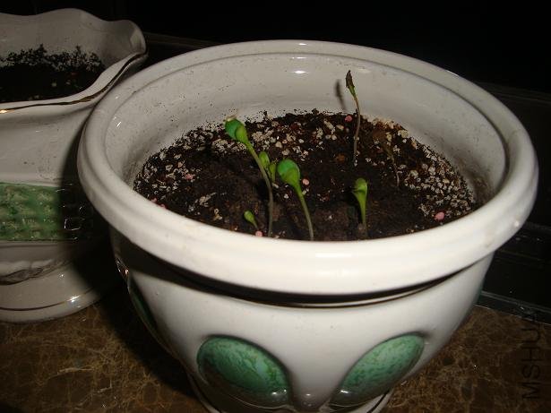 ���� ��˹ ʸ������