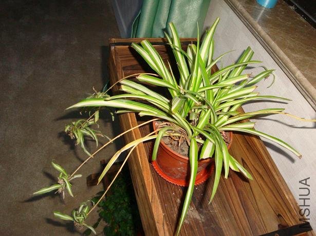 �����͵� �ǺǺ�Ư��