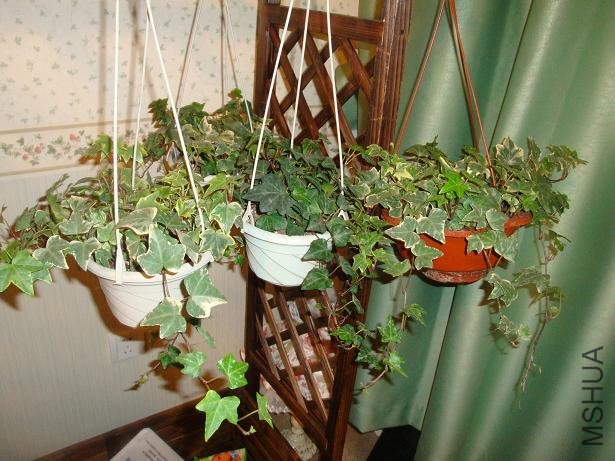 ������Ļ���