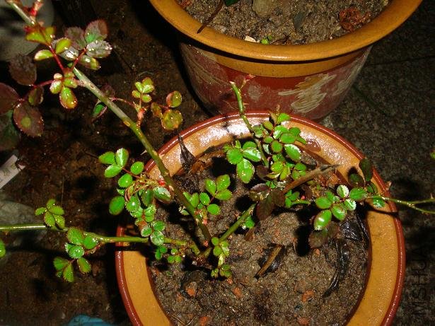 �Լ�����¼� �������ϵ�