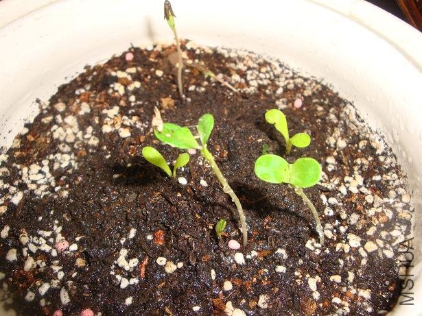 ������Сѿ �ܿɰ���