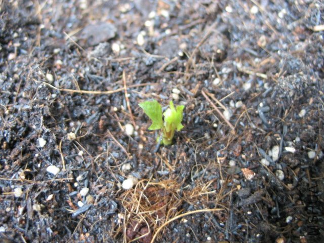 ��³��˾�������ϣ���2��������Ҷ��