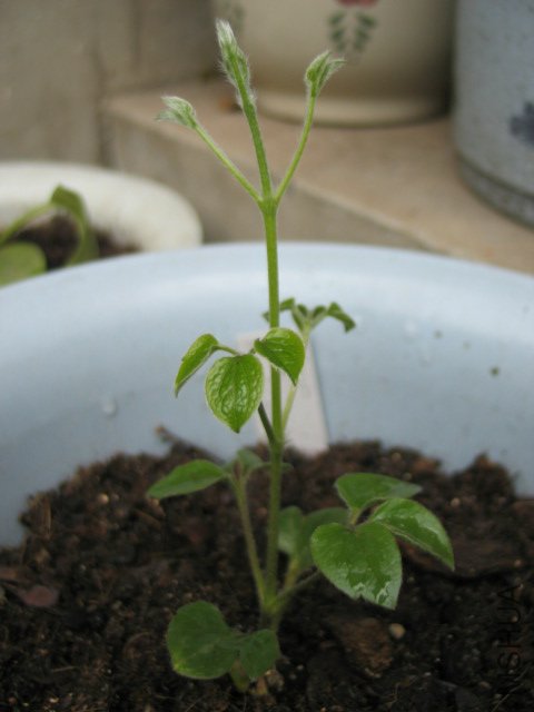 ��˹����Ů����Ψһ��ϣ���ˣ�