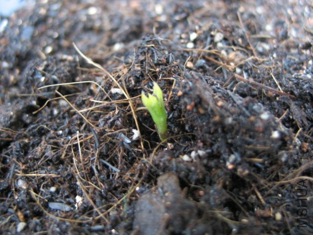 �����ϵĲ��ӻ�����ô��