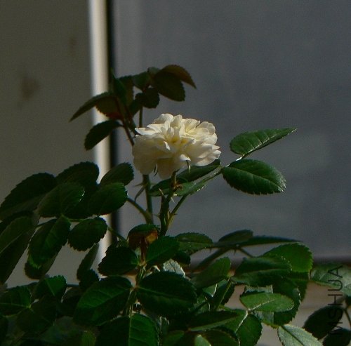 P1040075.jpg