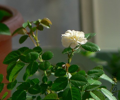 P1040083.jpg
