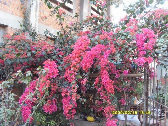 ������С SDC11452.JPG