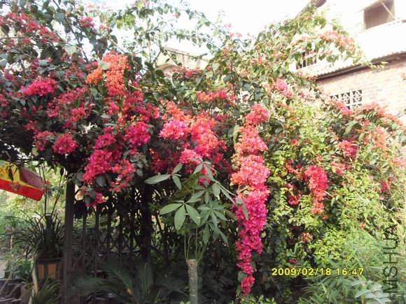 ������С SDC11454.JPG