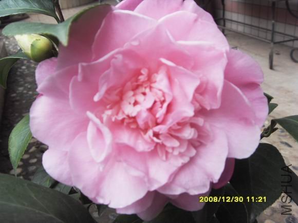 ������С SDC11319.JPG