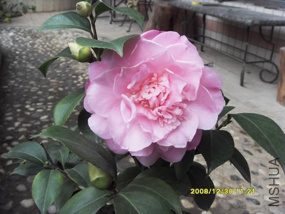 ������С SDC11318.JPG