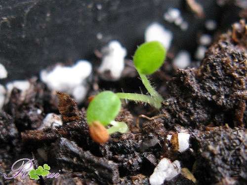 ��Ҷ-G4 С��2.jpg