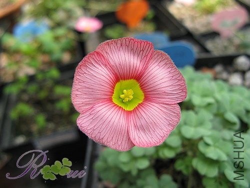 Oxalis obtuse Rose 6.jpg