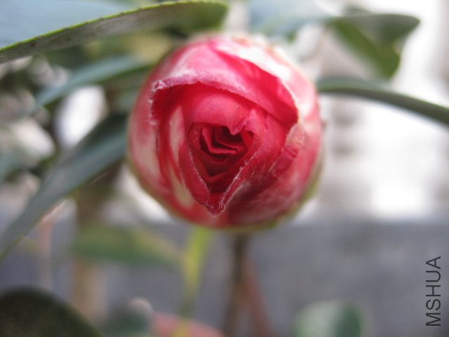 ��Ƭ 009.jpg