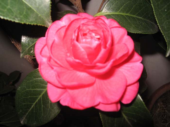 ��Ƭ 004.jpg