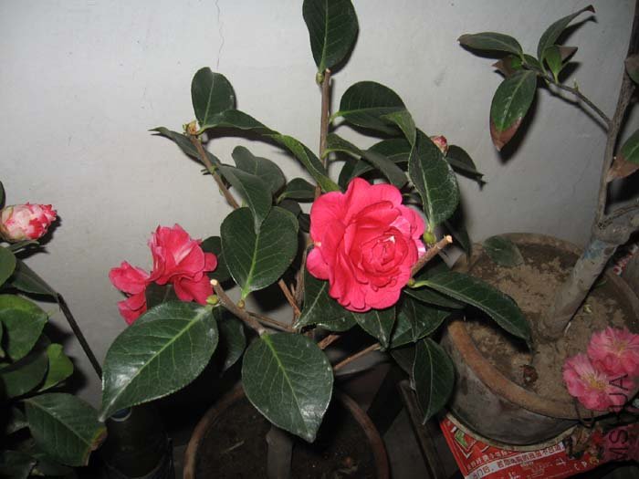 IMG_0155.jpg