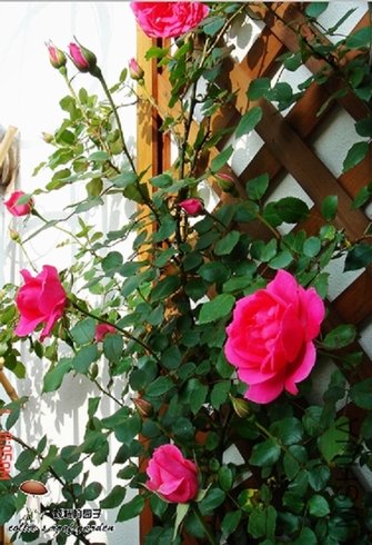 ���´�����