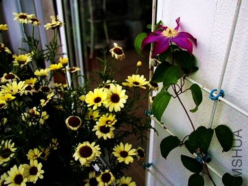 С�������������