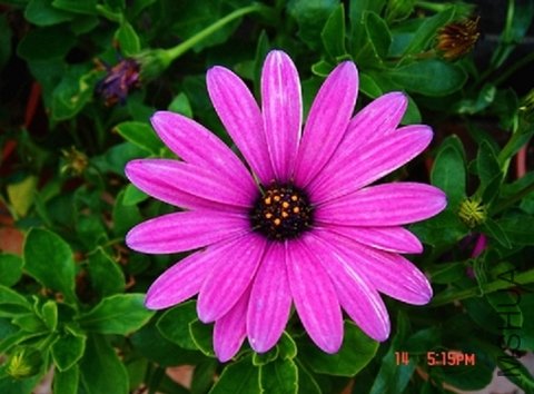 ��Ŀ�յĻ���Ư������Ҷ�Ӻ������Ͳ��ҹ�ά��