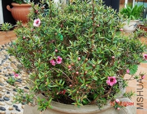 ���˼�ϲ�����ɺ�÷��һ��365�쵹��300���ǿ�����