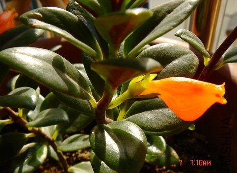 ���㻨Ҳ�����컨