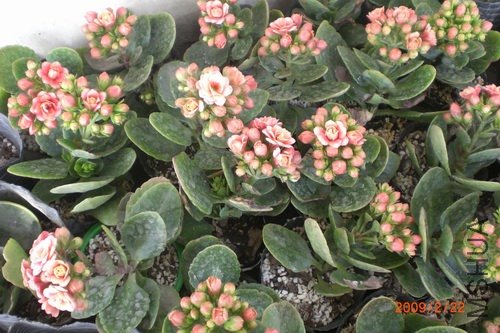 ��֪���������۷Ʒ�