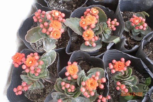 ��ɫ�ģ��ĵò���