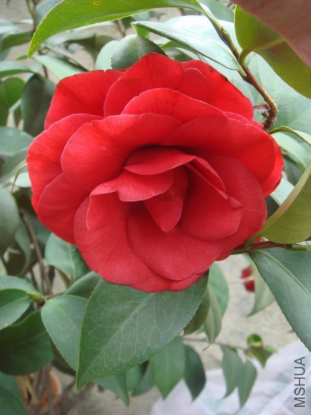 ��ת DSC02517.JPG