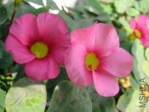 O'purpurea Cherry Pink 2.jpg