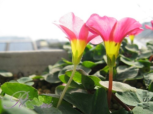 O'purpurea Cherry Pink 4.jpg