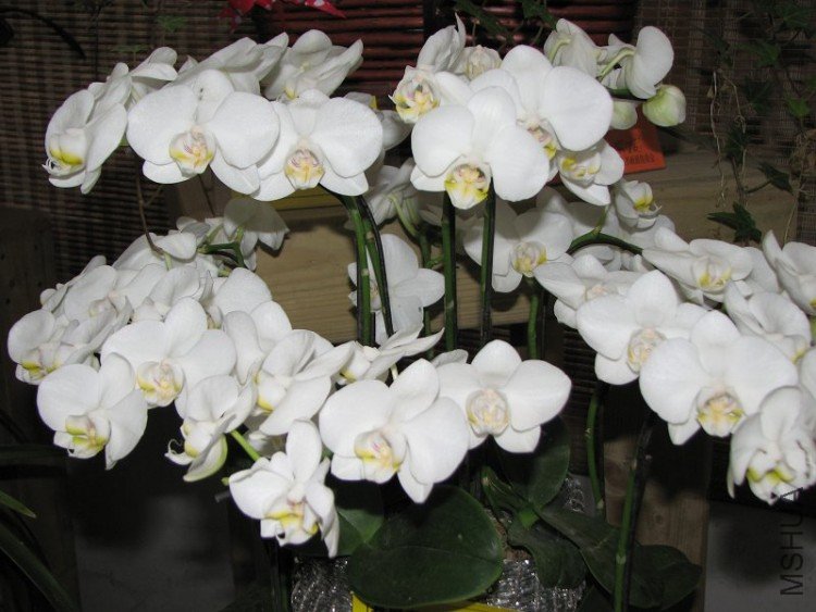 2009����ɽ����չ 008�޸�.jpg
