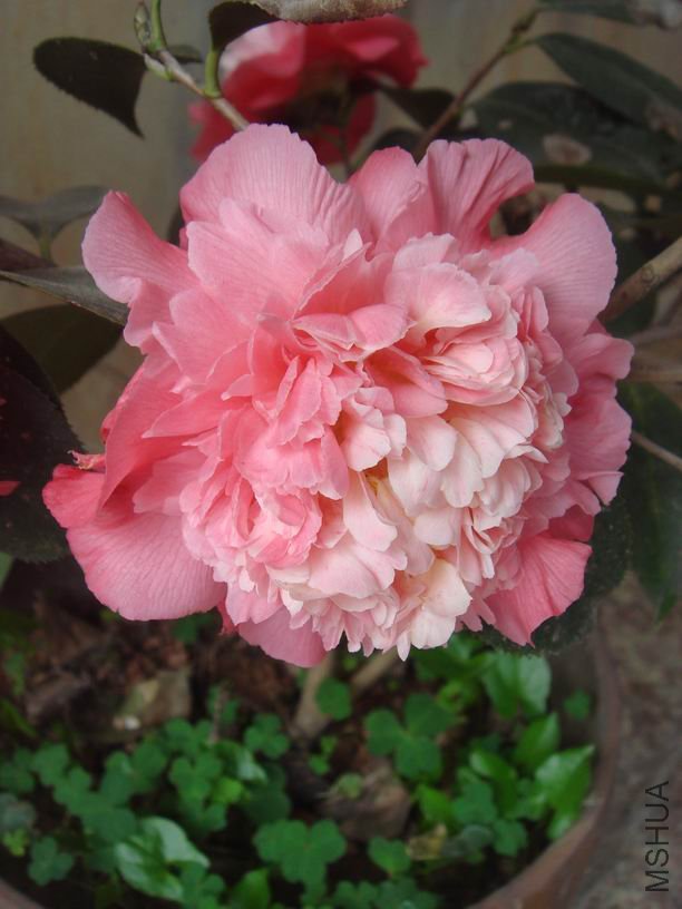 ��ת DSC02678.JPG