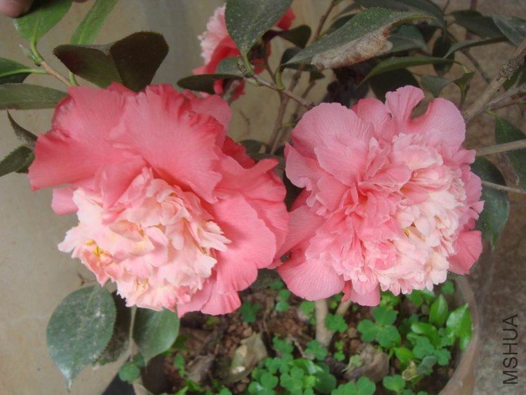 ��ת DSC02674.JPG