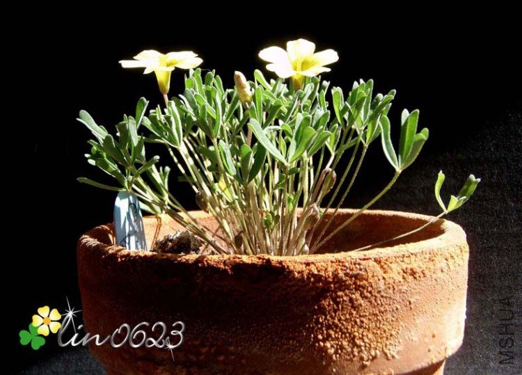 Oxalis obtusa Buttercup.JPG
