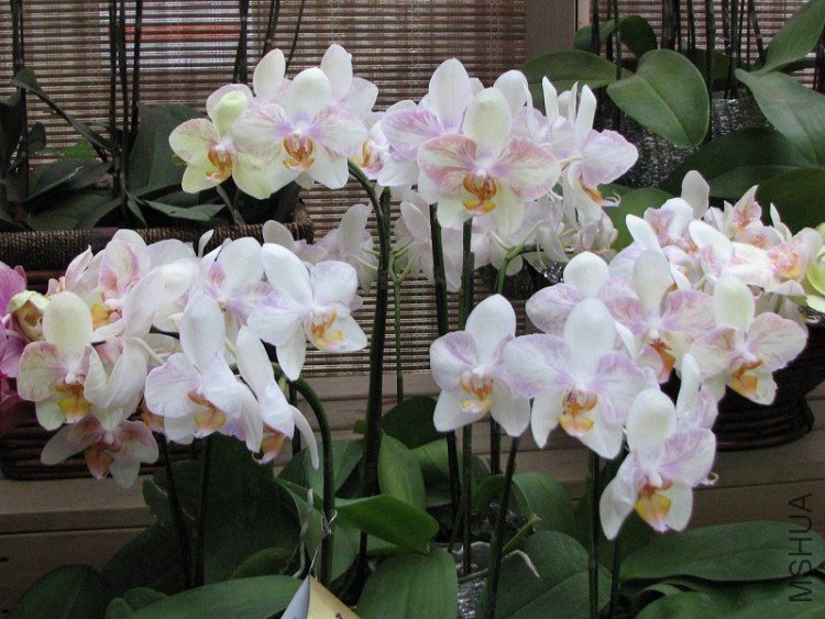 2009����ɽ����չ 024�޸�.jpg