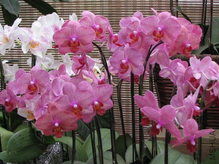 2009����ɽ����չ 025�޸�.jpg