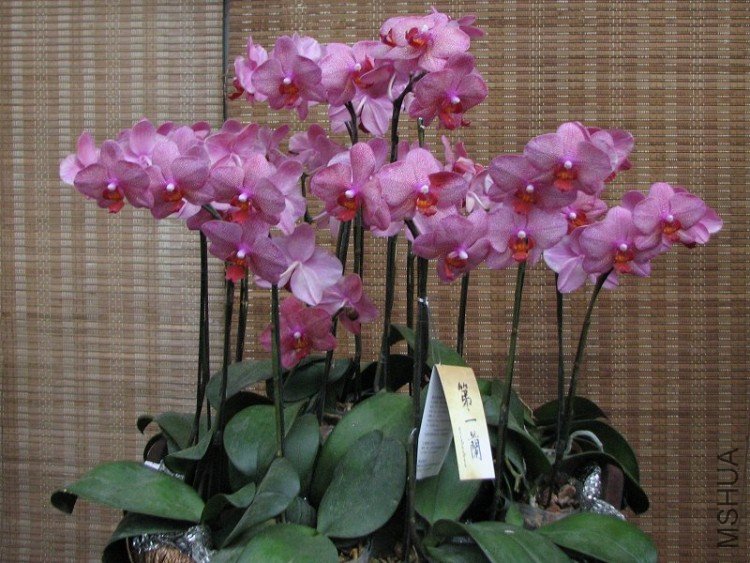 2009����ɽ����չ 031�޸�.jpg