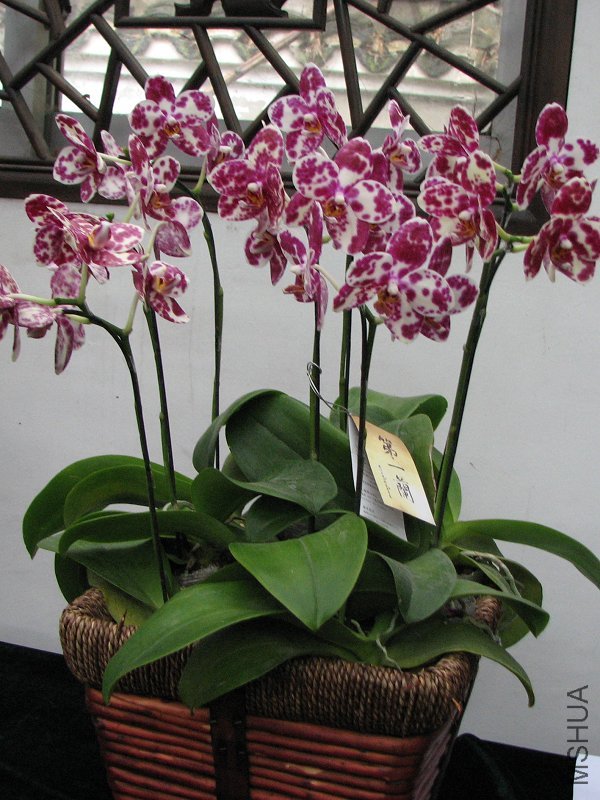 2009����ɽ����չ 041�޸�.jpg