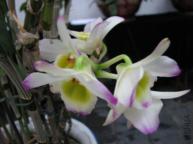 2009����ɽ����չ 049�޸�.jpg