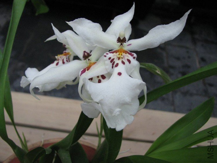 2009����ɽ����չ 048�޸�.jpg