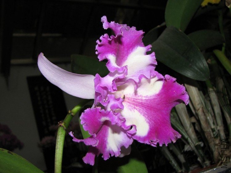 2009����ɽ����չ 054�޸�.jpg