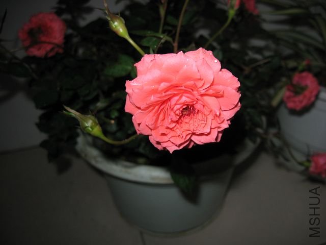 IMG_1447.JPG