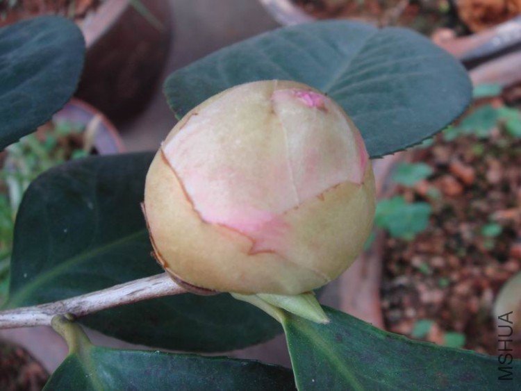 �ڴ�����